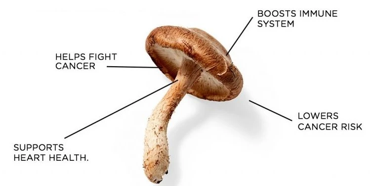 Shiitake Mushroom Extract supplier Yangge Biotech Shiitake Mushroom Extract supplier Yangge Biotech