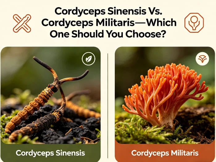 Cordyceps Sinensis Vs Cordyceps Militaris Cordyceps Sinensis Vs Cordyceps Militaris