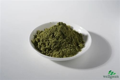info-500-1 Green botanical extract powder sample in a white dish for particle size and flow review