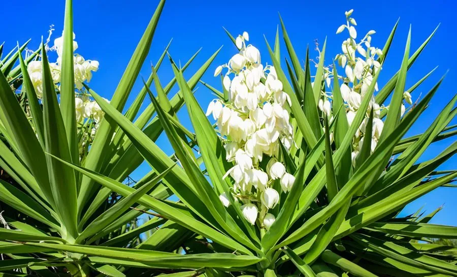 yucca extract supplier yucca extract supplier